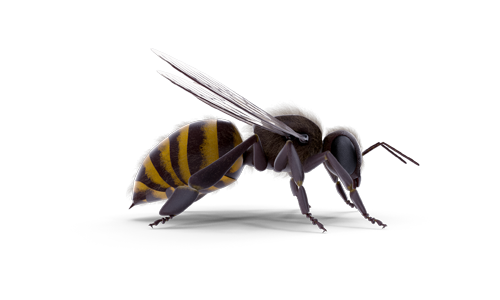 African Honey Bees