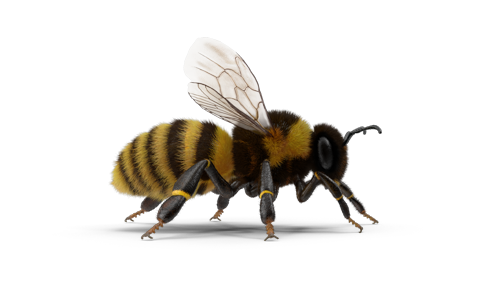 Cape Honey Bees